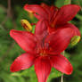 Red Flower