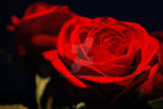 Red Roses by RachelLeah