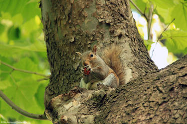 Squirrel in Central Park