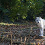 white wolf