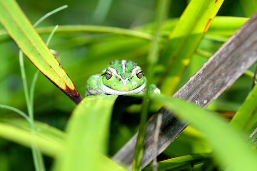 Here's Lookin' At You Frog