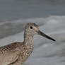 Sandpiper