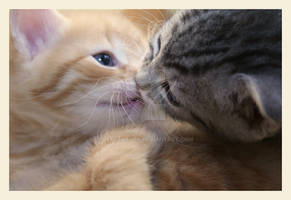 The Kitten Kiss