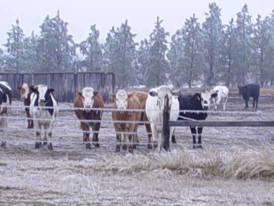 Frozen Cows by MercenaryNakita on DeviantArt