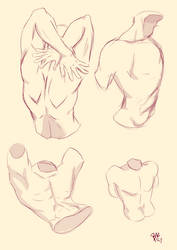 Male torso study