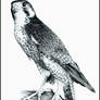 Peregrine Falcon