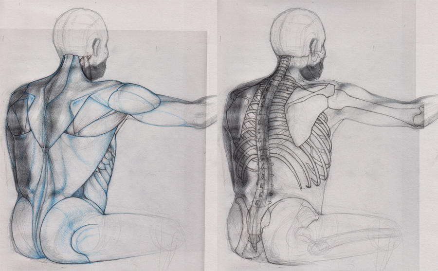 Back Draw Study Back Study by doodlingdruid on DeviantArt