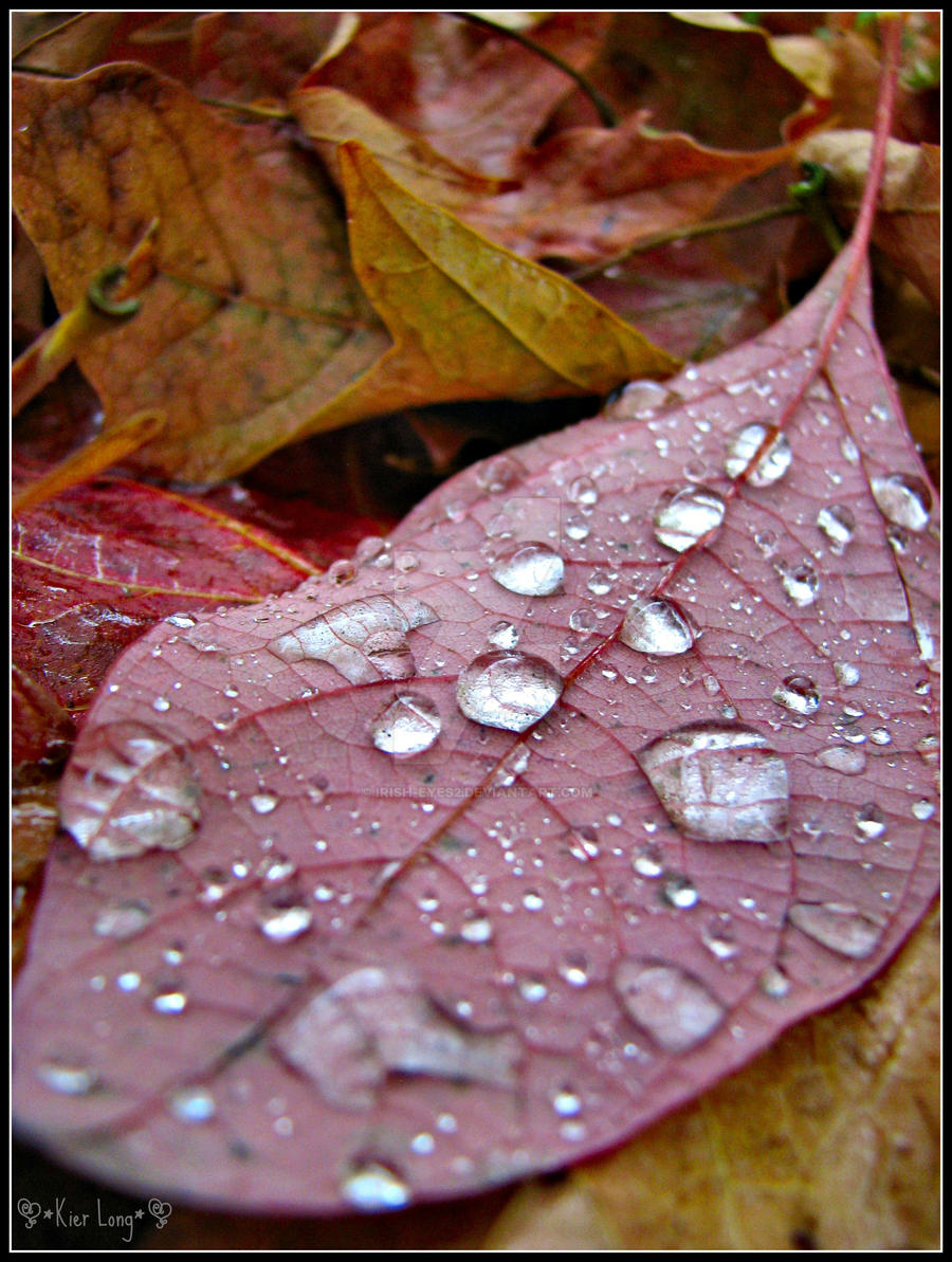 Nature's tear drops