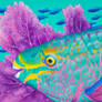 Queen Parrotfish