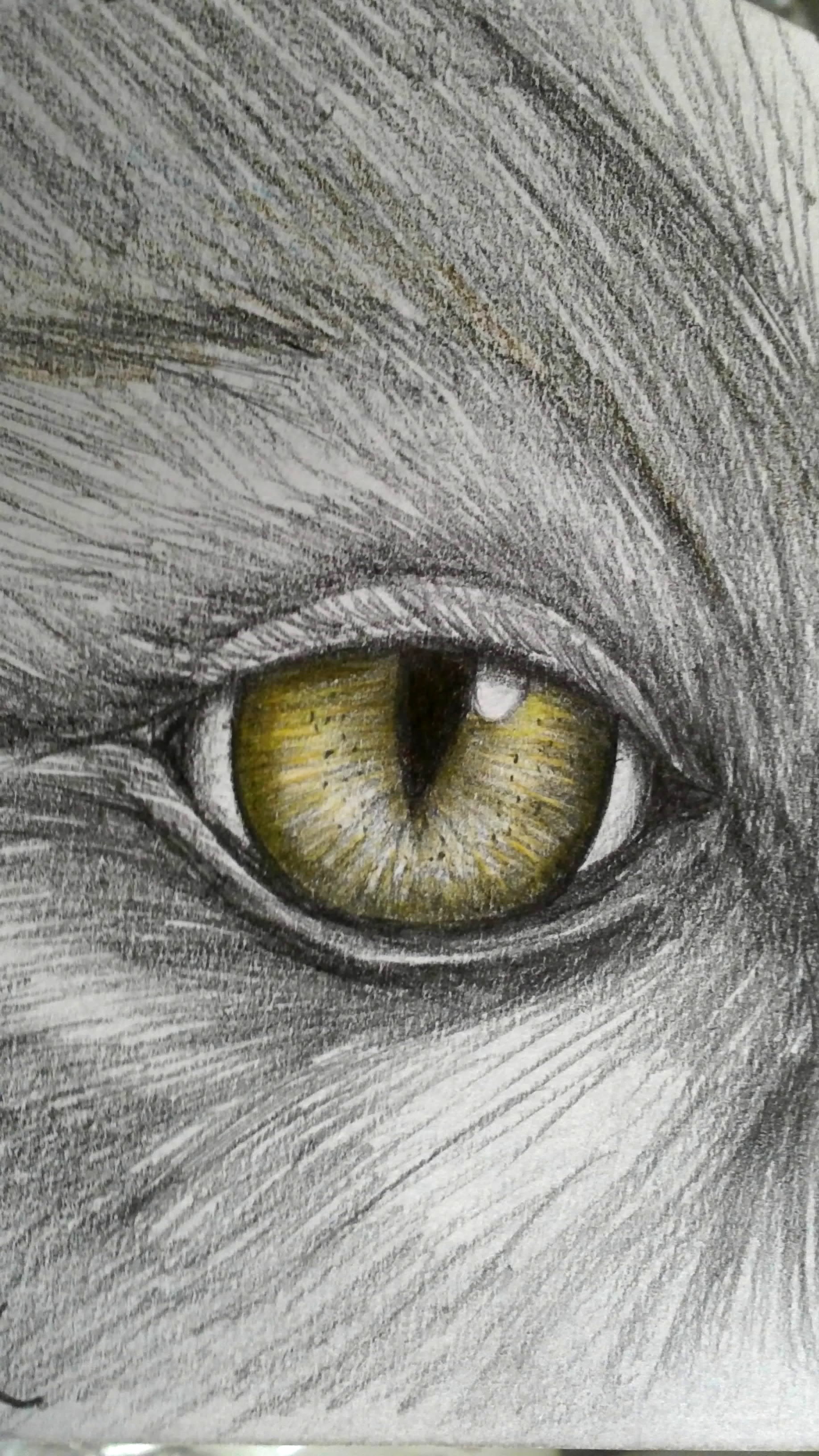the animal Eye by subhy on DeviantArt