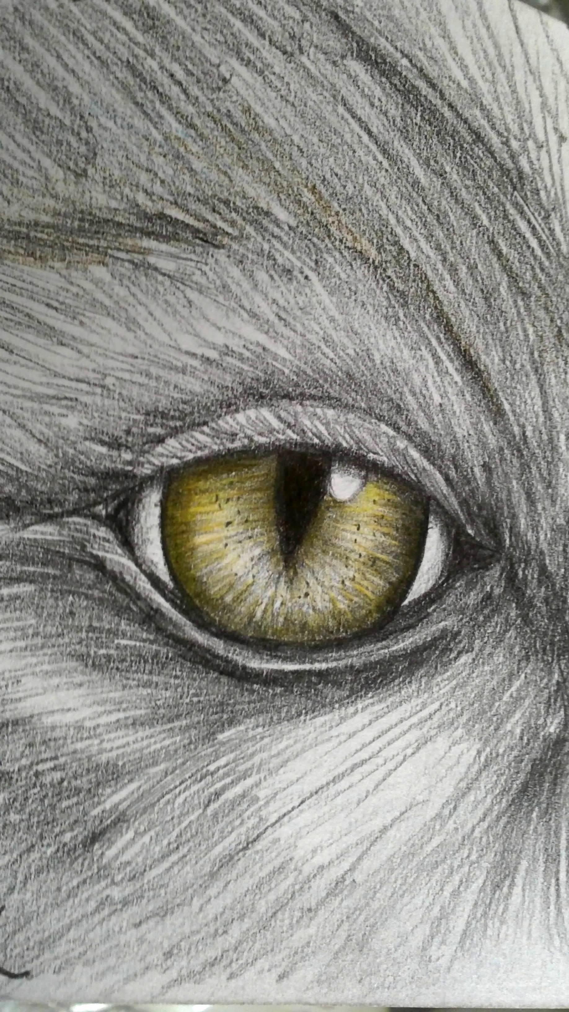 the animal Eye by subhy on DeviantArt the animal Eye by subhy on DeviantArt