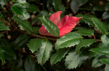 Holly and Sugar Maple