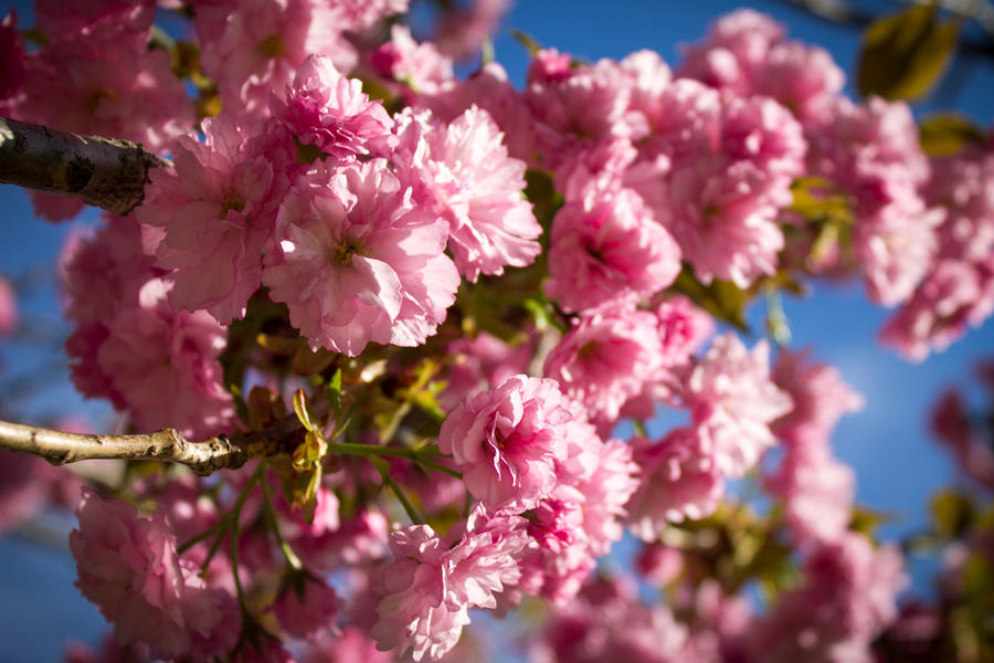 Spring Flowers