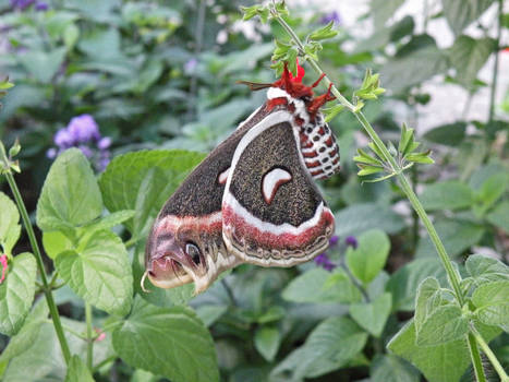 Cecropia Silkmoth