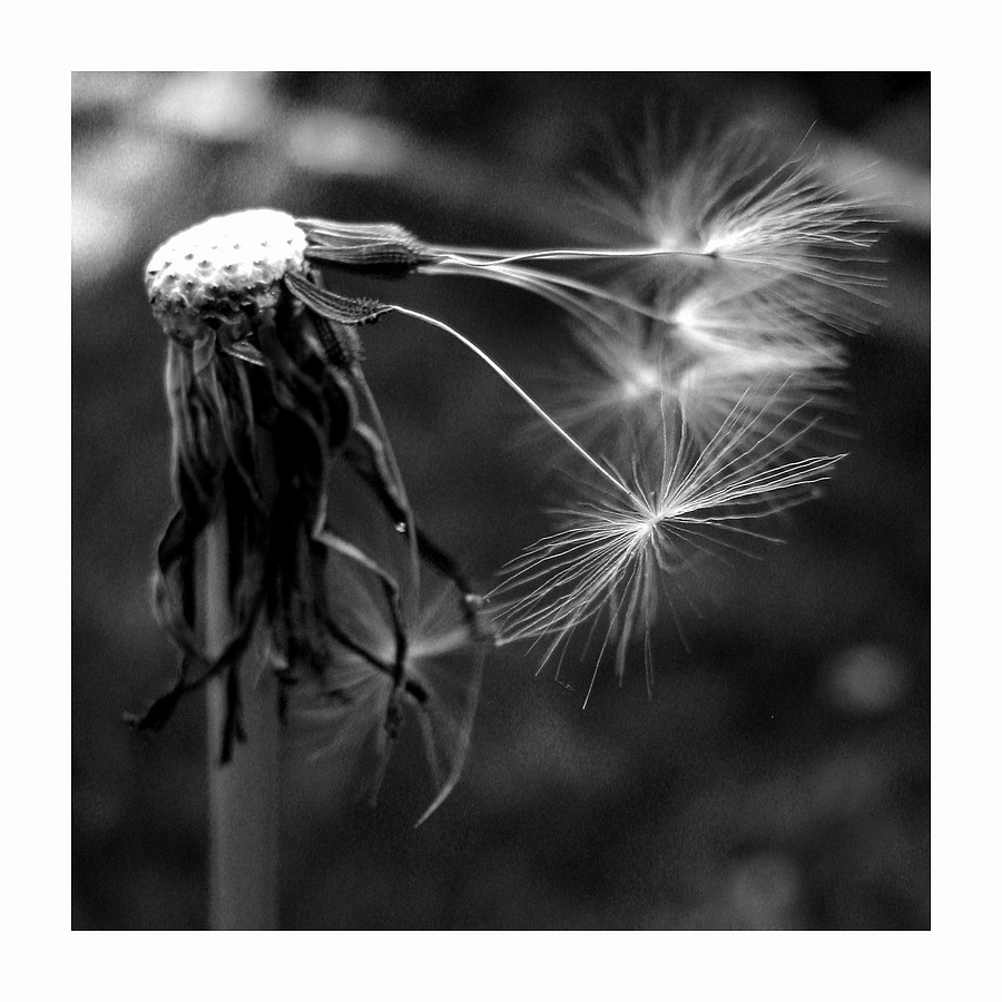 Dandelion 4