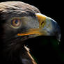 Golden Eagle 2 - crop