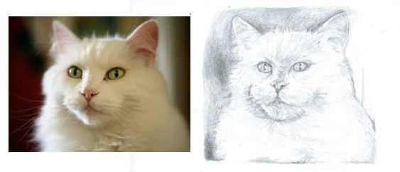 Pencil Drawing: Cat