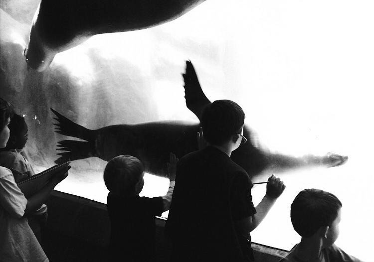 Kid and Seal -- NC Zoo