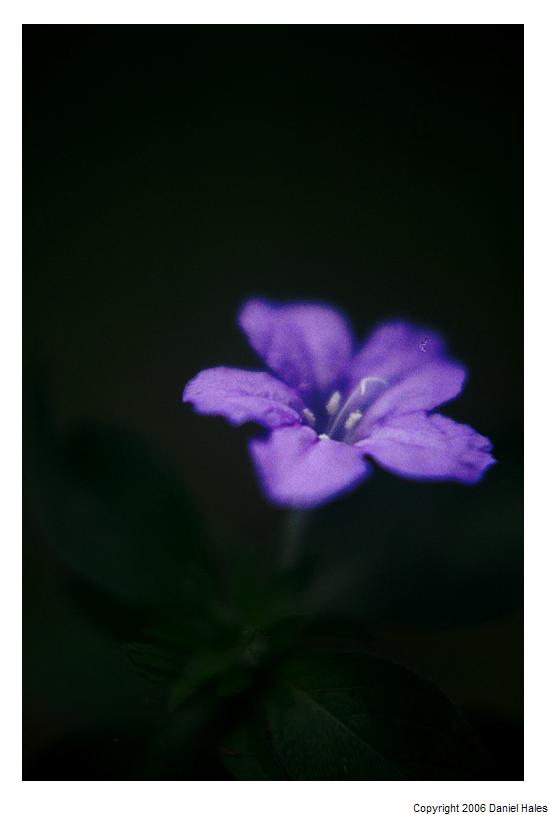 purple flower