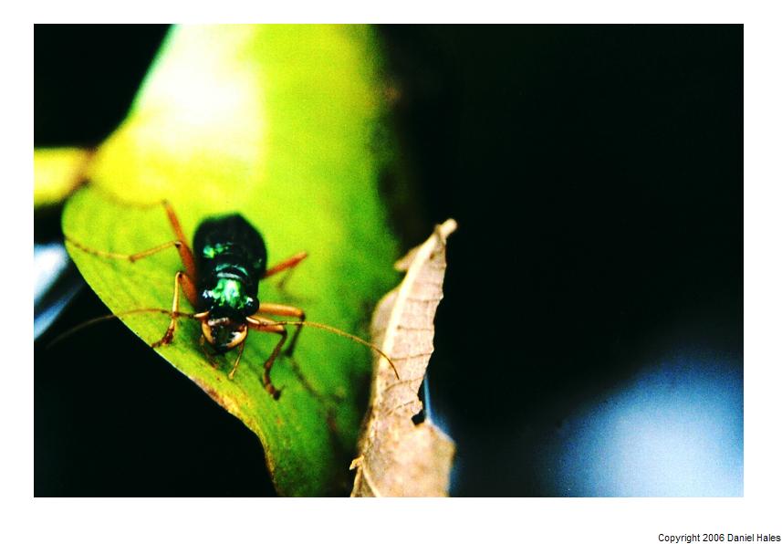 Tiger Beetle