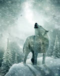 Howling in the Cold by no1intheworld Howling in the Cold by no1intheworld