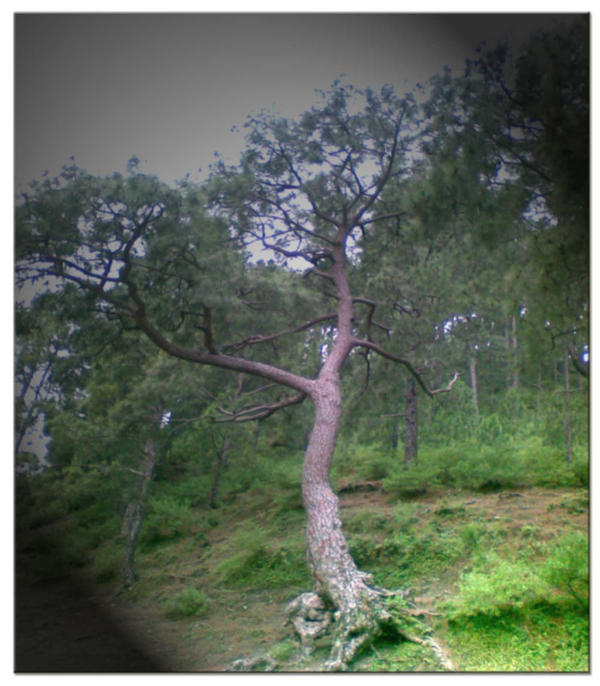 Ogre Tree III by Mahaani on DeviantArt