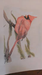 Winter Cardinal