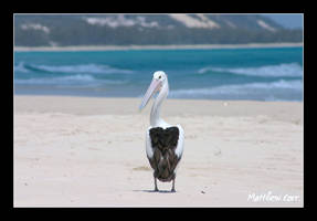 Pelican on Moreton Island