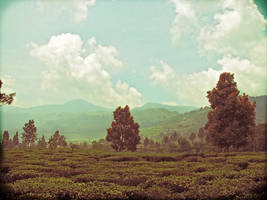 Field of Tea Leafs at Puncak