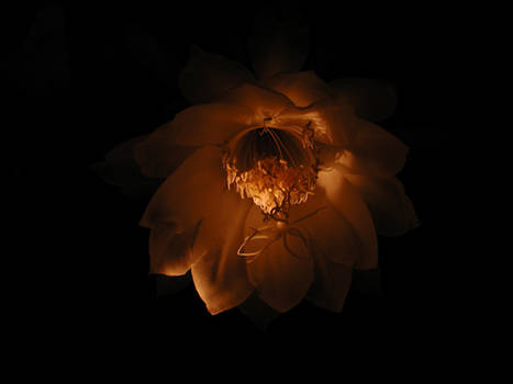 Nightflower Series, pic 1