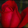 Red Rose - Grainy