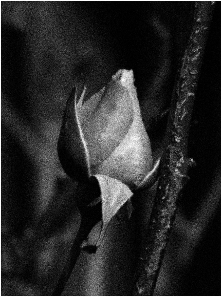 Black n White Rose