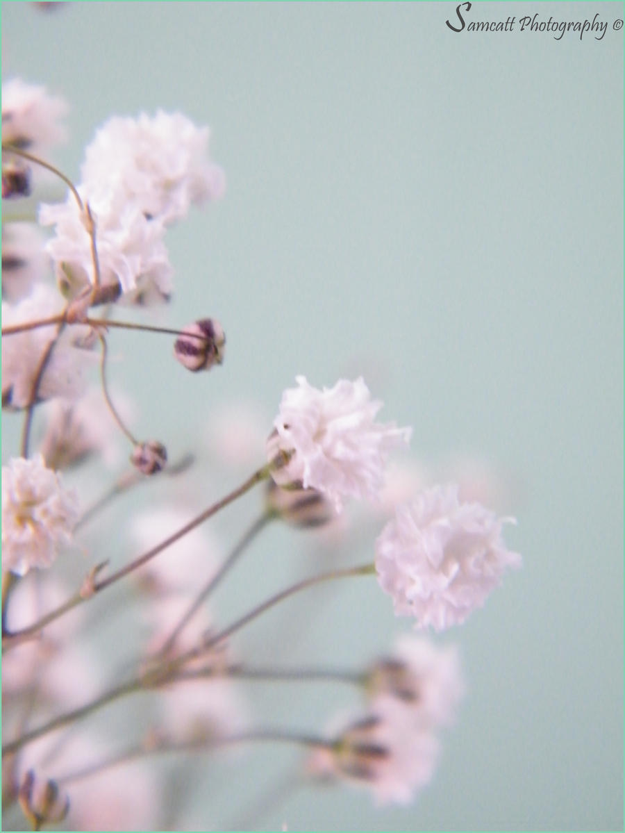 Gypsophilia 2