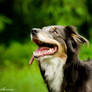 Shining  border collie