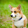 So cute Welsh Corgi!