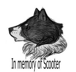 In Memory of Scooter