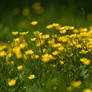 Buttercups