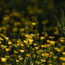 Field of Gold II