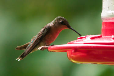 Hummingbird