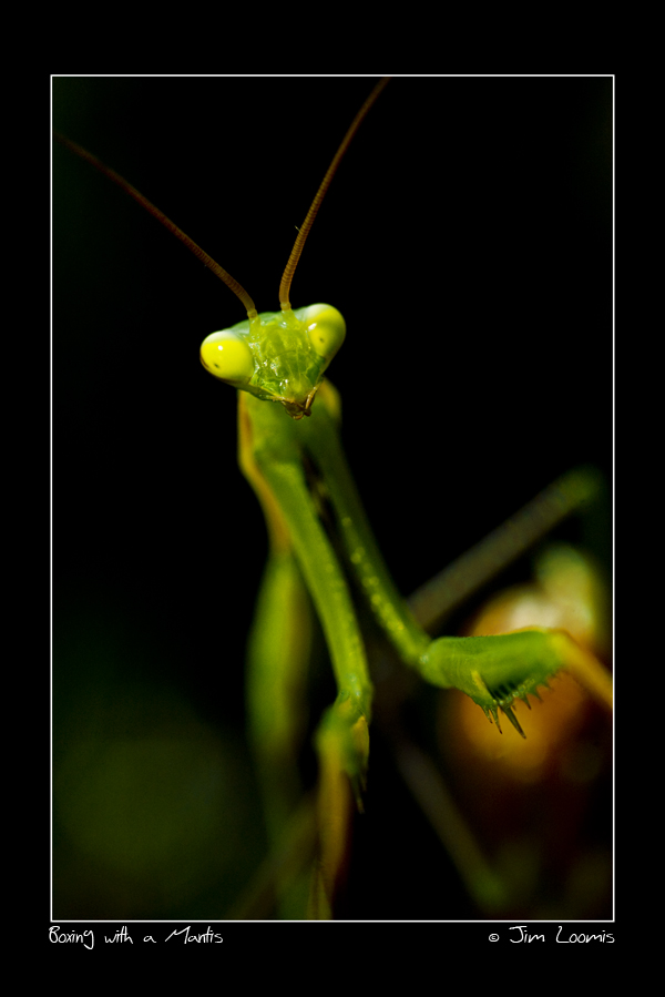 Boxing Mantis