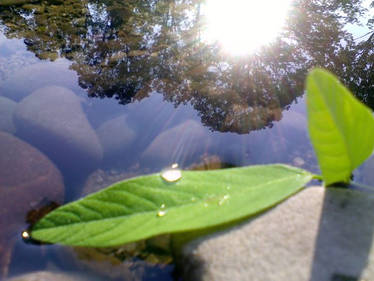Water-Leaf