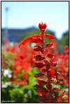 A flower by Iulian-dA-gallery
