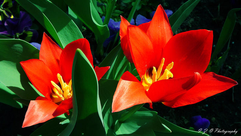 red tulips