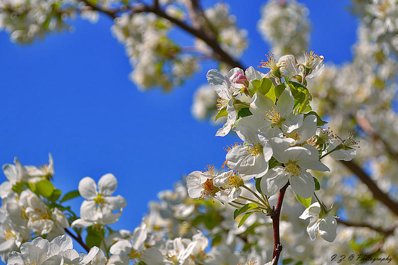 white blossom