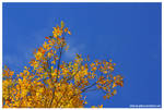 colors of autumn by Iulian-dA-gallery