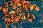 magical autumn by Iulian-dA-gallery