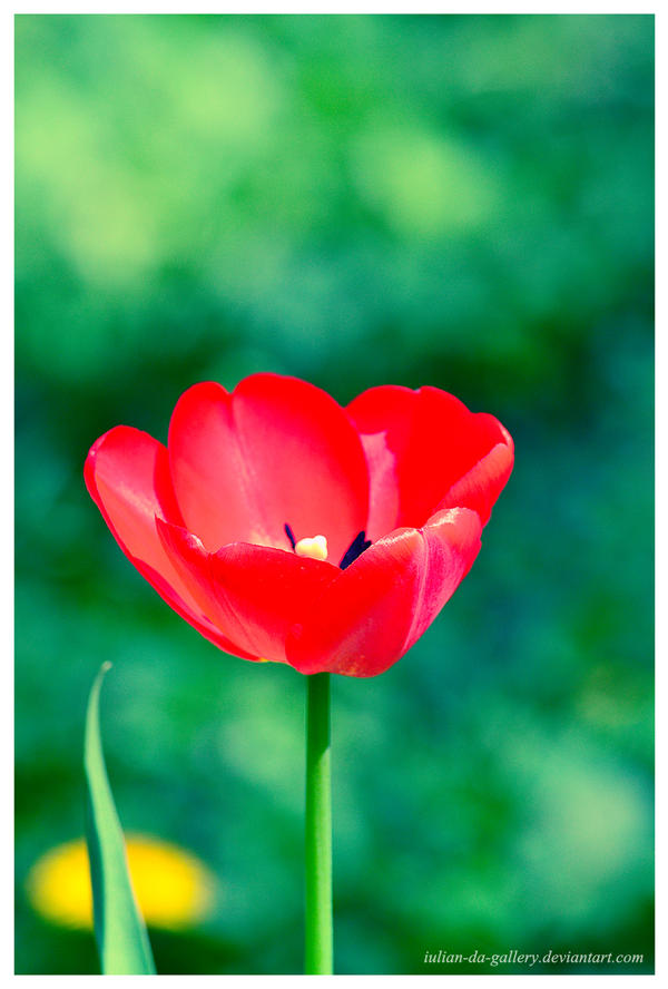 just a simple tulip...