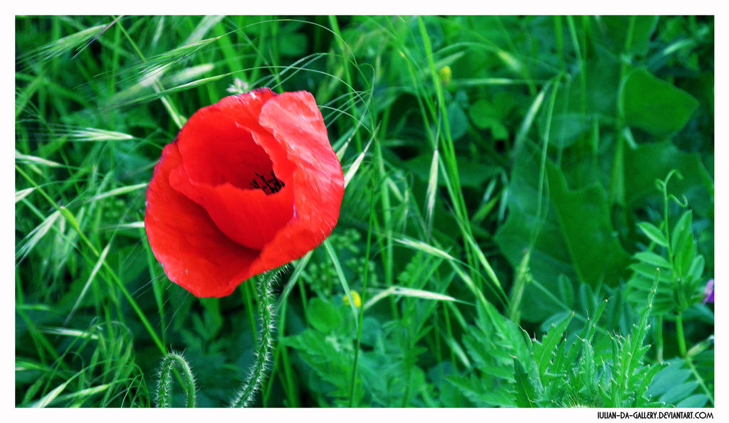 poppy in the wind...