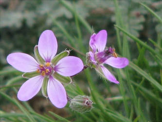 Two random flowers