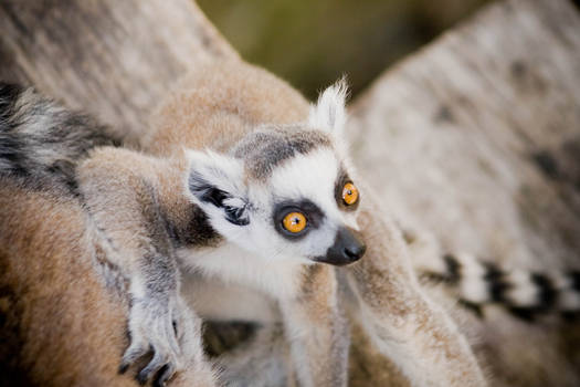 Baby lemur